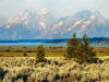 Grand Tetons as seen from Willow Flats