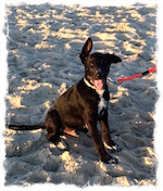 Loki at dog beach
